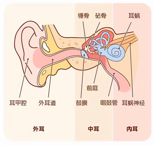 内耳,中耳,外耳